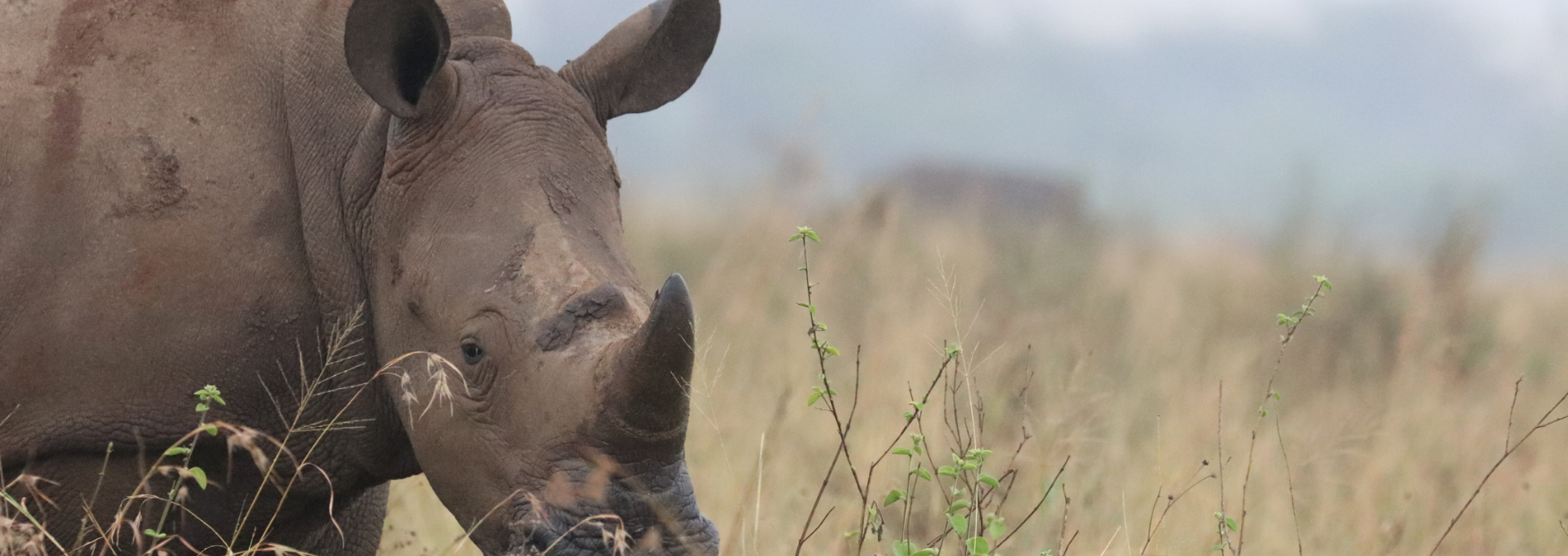 WebBanner-RhinoHornsCase.png