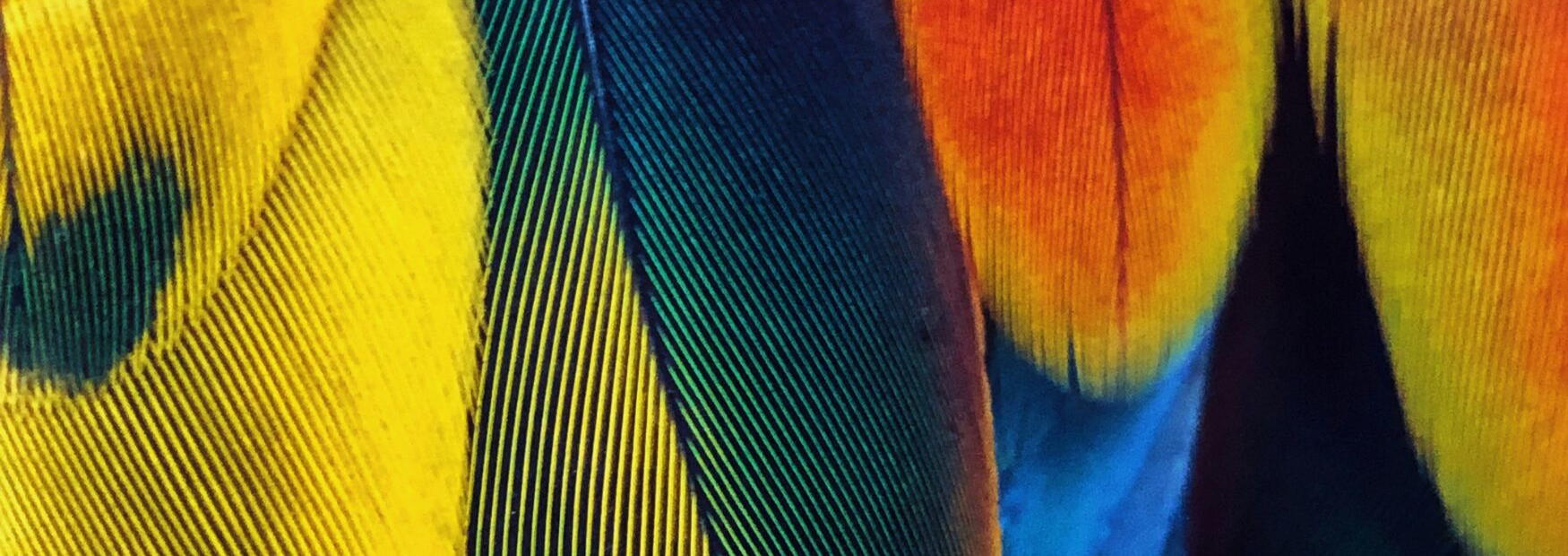 Feathers_Banner