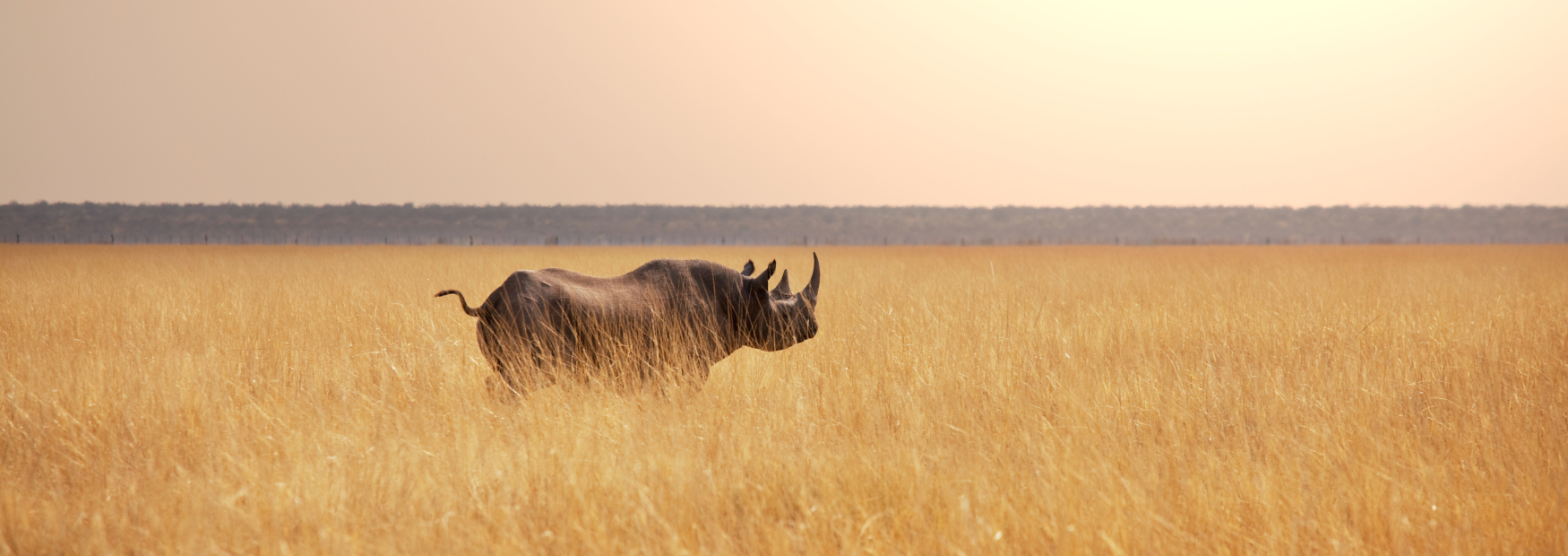 RhinoBanner