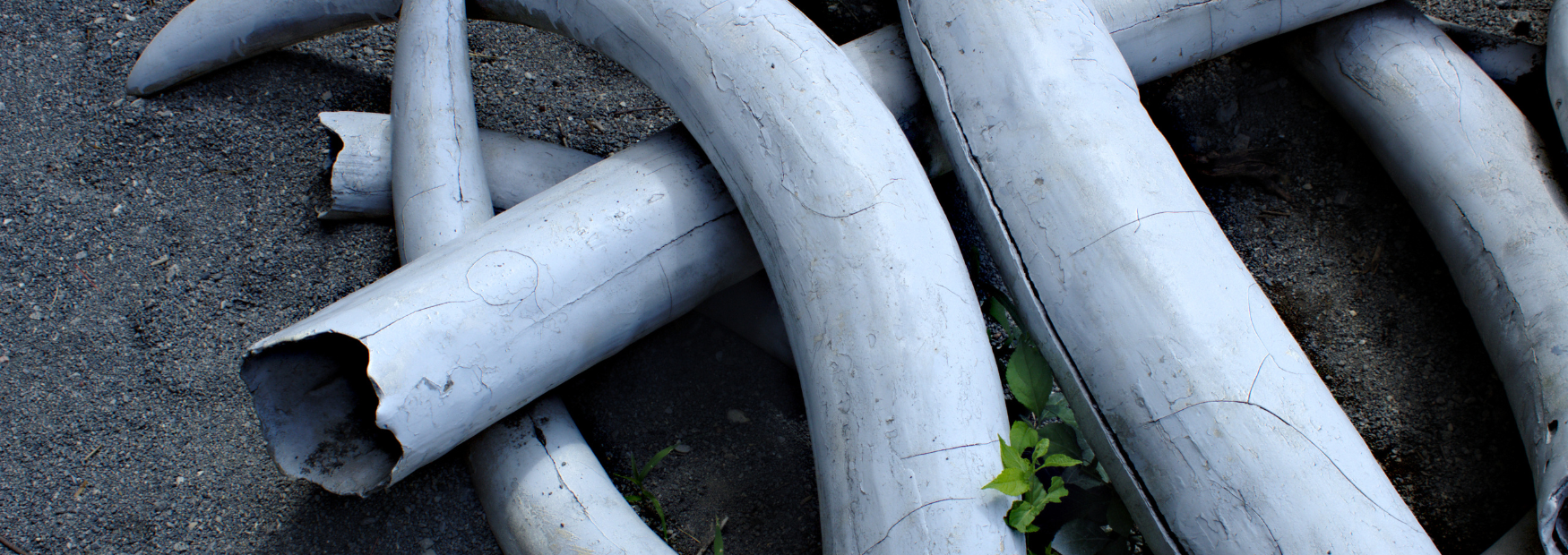 Website Banner (5).png