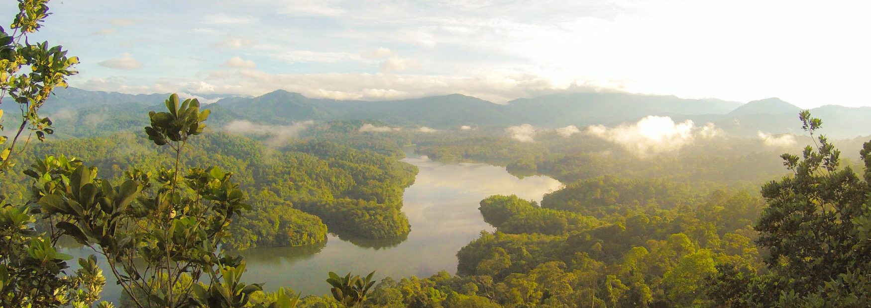rainforest.png