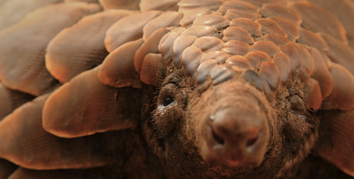 Pangolin_frontpage.jpeg