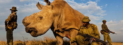 1_northern-white-rhino-750x400