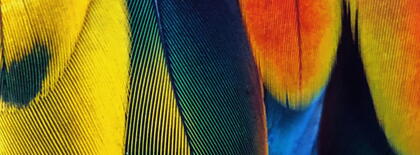 Feathers_Banner