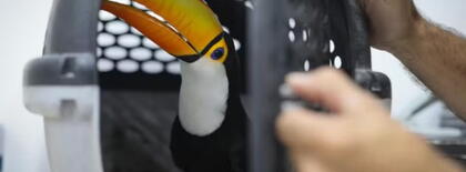 a0545a5ea5d8-Brazil_TOUCAN.jpg