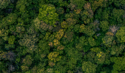 forest.png