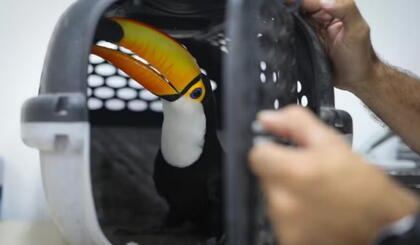 a0545a5ea5d8-Brazil_TOUCAN.jpg