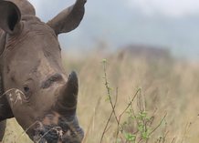 WebBanner-RhinoHornsCase.png